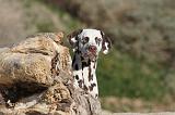 DALMATIEN 148